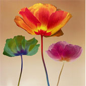 Poppy Chromatic